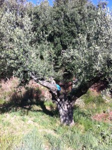 Olivo de casa